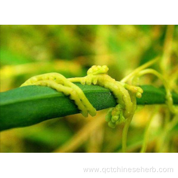 High Quality Natural Dodder Seed